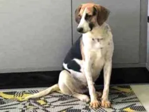 Cachorro raça SRD idade 1 ano nome Romeo
