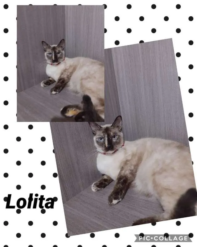 Gato ra a srd idade 7 a 11 meses nome GATINHOS LINDOS