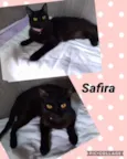 GATINHOS LINDOS