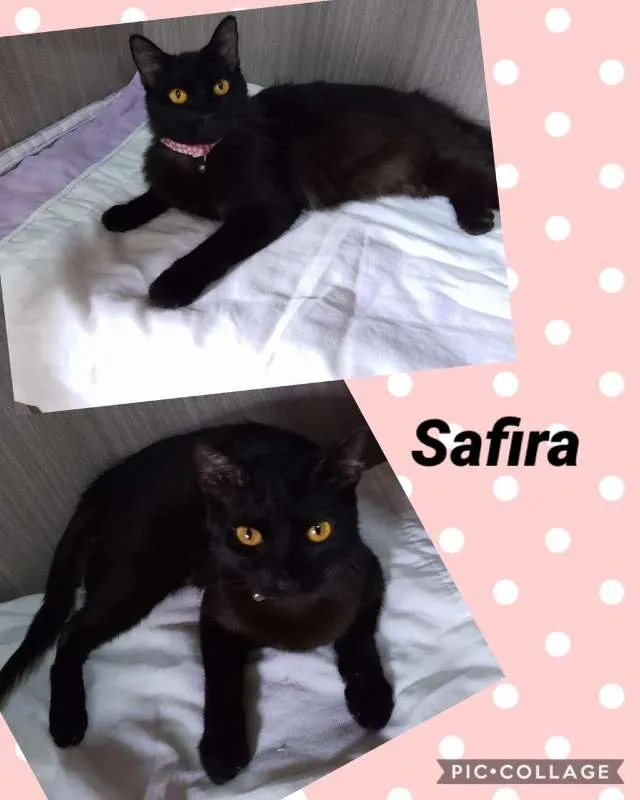 Gato ra a srd idade 7 a 11 meses nome GATINHOS LINDOS