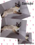 GATINHOS LINDOS