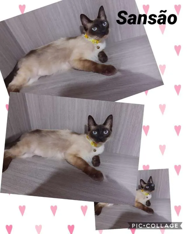 Gato ra a srd idade 7 a 11 meses nome GATINHOS LINDOS