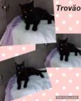 GATINHOS LINDOS