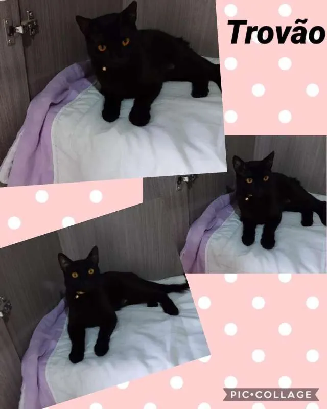 Gato ra a srd idade 7 a 11 meses nome GATINHOS LINDOS