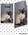 GATINHOS LINDOS