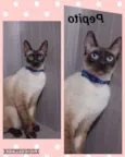 GATINHOS LINDOS