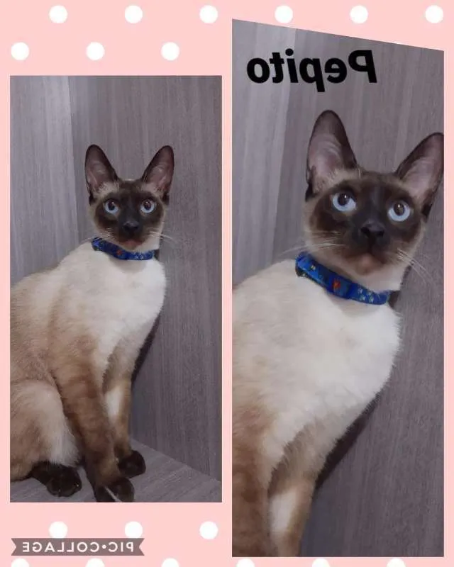 Gato ra a srd idade 7 a 11 meses nome GATINHOS LINDOS