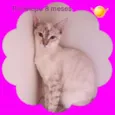 GATINHOS LINDOS