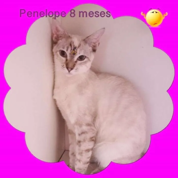 Gato ra a srd idade 7 a 11 meses nome GATINHOS LINDOS