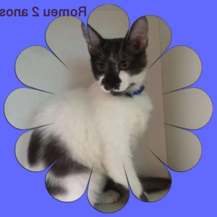 Gato ra a srd idade 7 a 11 meses nome GATINHOS LINDOS