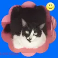 GATINHOS LINDOS
