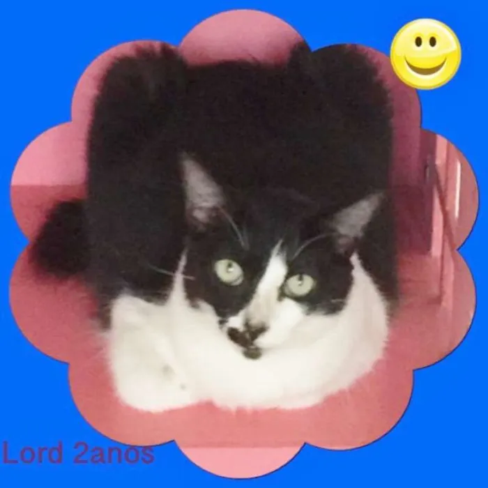 Gato ra a srd idade 7 a 11 meses nome GATINHOS LINDOS