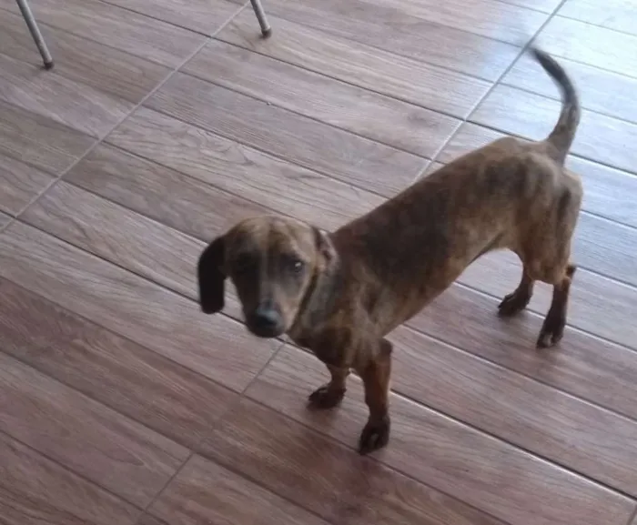 Cachorro ra a cruzamento de puldo  e Cofap  idade 7 a 11 meses nome Estopinha, 