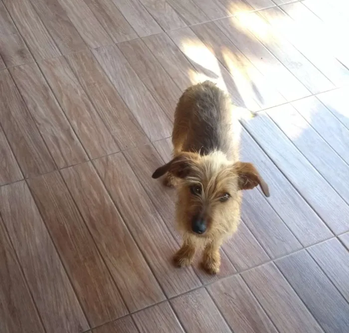 Cachorro ra a cruzamento de puldo  e Cofap  idade 7 a 11 meses nome Estopinha, 