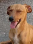 Estopinha, 