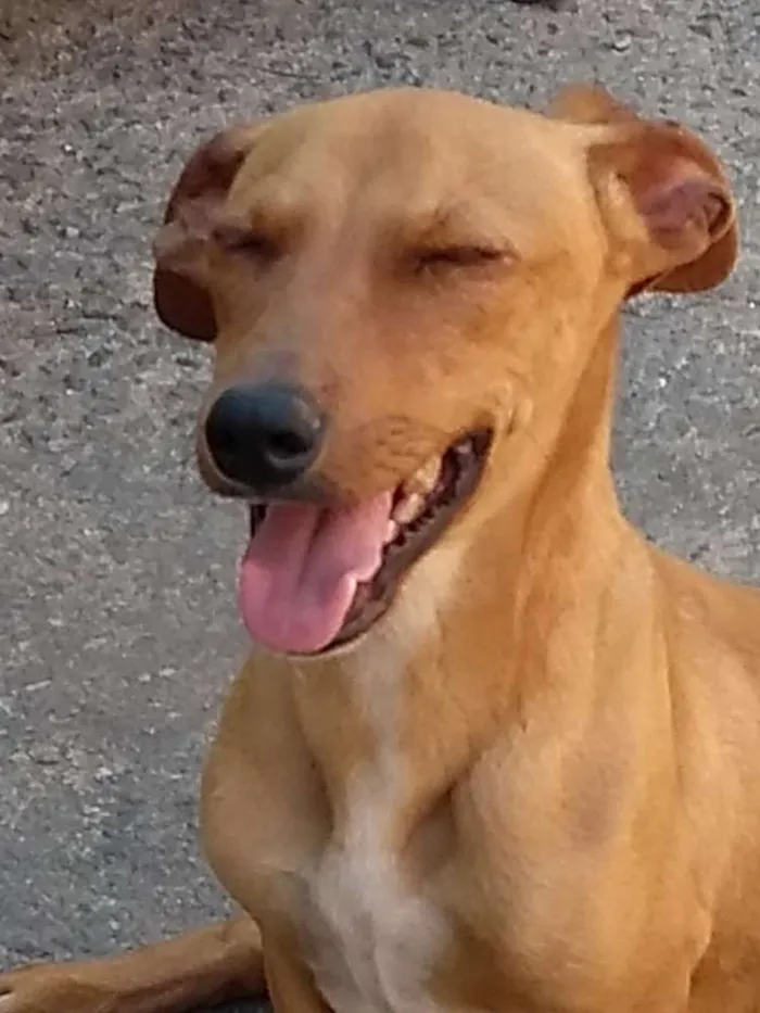 Cachorro ra a cruzamento de puldo  e Cofap  idade 7 a 11 meses nome Estopinha, 