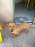 Estopinha, 