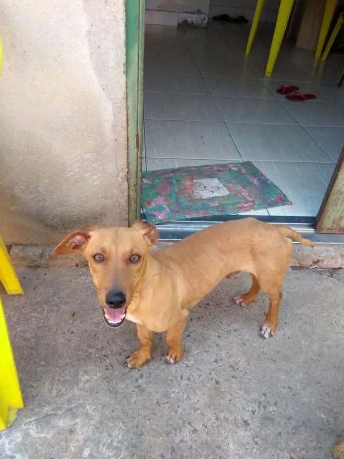 Cachorro ra a cruzamento de puldo  e Cofap  idade 7 a 11 meses nome Estopinha, 