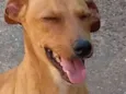 Estopinha, 