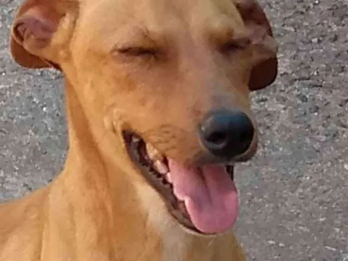 Cachorro ra a cruzamento de puldo  e Cofap  idade 7 a 11 meses nome Estopinha, 