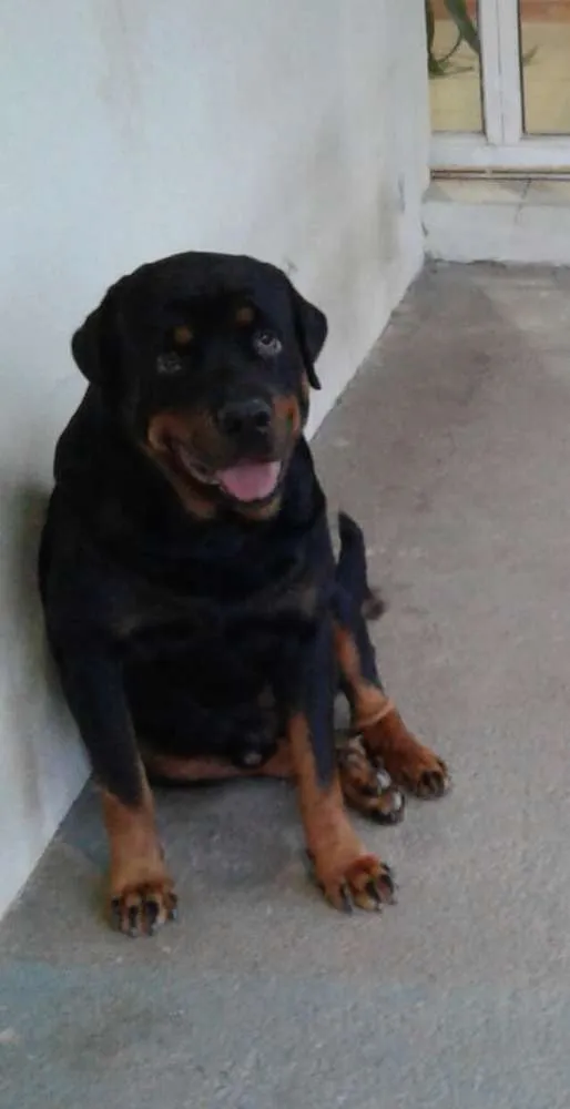 Cachorro raça Rottwailer idade 2 anos nome Fred