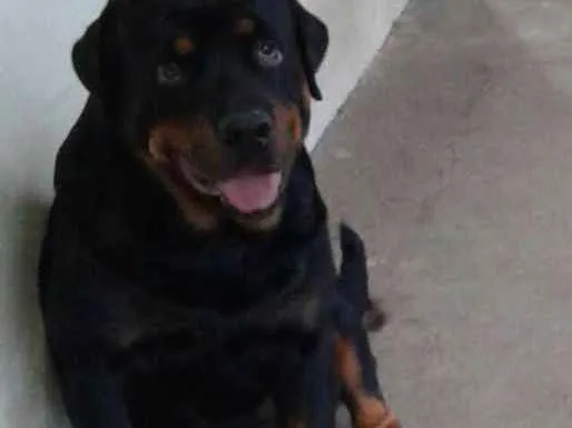 Cachorro raça Rottwailer idade 2 anos nome Fred