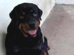 Cachorro raça Rottwailer idade 2 anos nome Fred