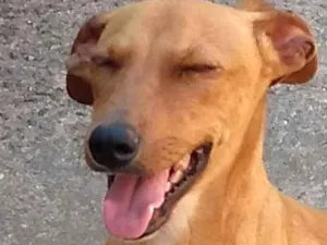 Cachorro raça cruzamento de puldo  e Cofap  idade 7 a 11 meses nome Estopinha, 