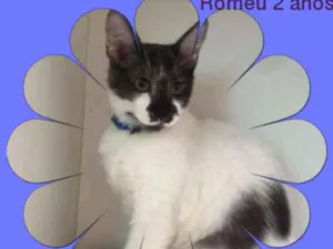 Gato raça srd idade 7 a 11 meses nome GATINHOS LINDOS