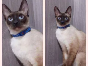 Gato raça srd idade 7 a 11 meses nome GATINHOS LINDOS