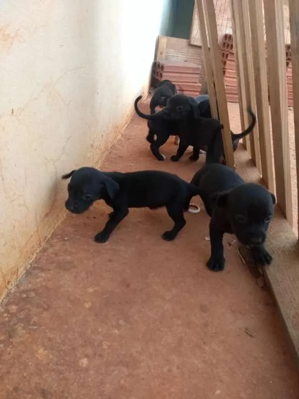 Cachorro ra a SRD idade Abaixo de 2 meses nome Sem nome