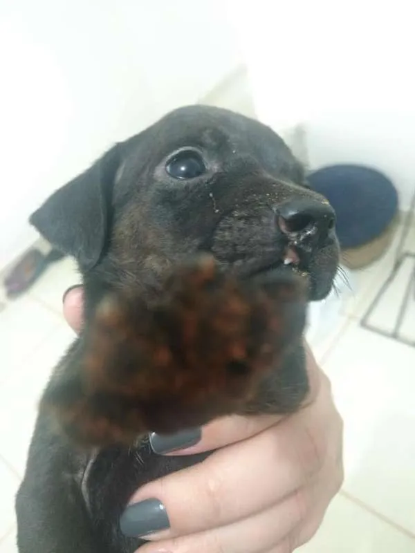 Cachorro ra a SRD idade Abaixo de 2 meses nome Sem nome