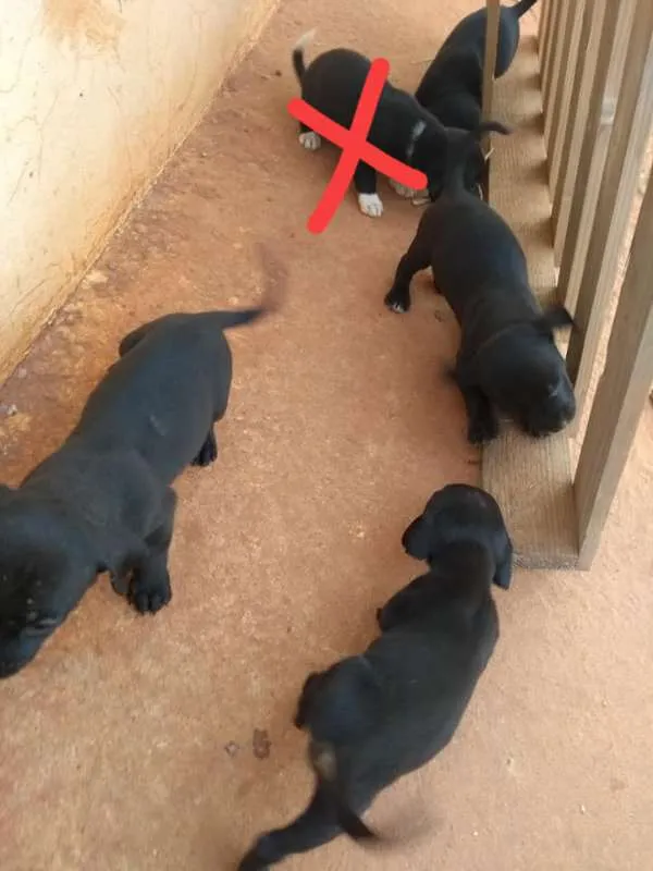 Cachorro ra a SRD idade Abaixo de 2 meses nome Sem nome