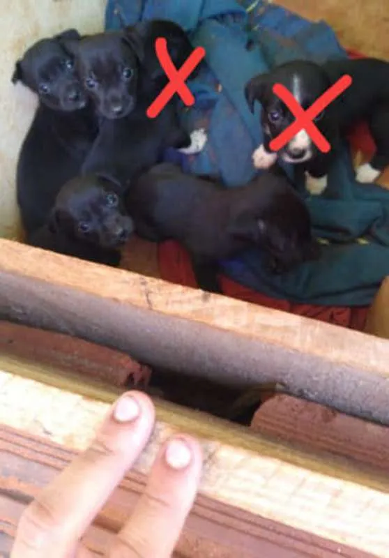 Cachorro ra a SRD idade Abaixo de 2 meses nome Sem nome