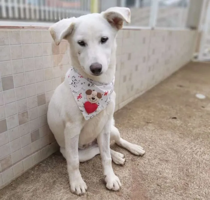 Cachorro ra a srd idade 2 a 6 meses nome Litha