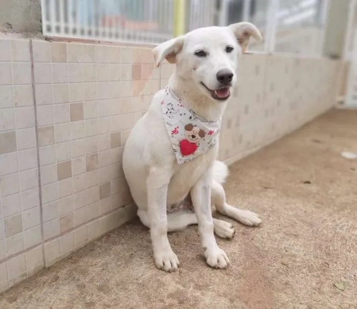 Cachorro ra a srd idade 2 a 6 meses nome Litha