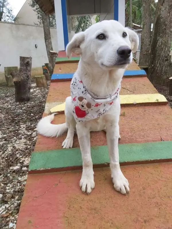 Cachorro ra a srd idade 2 a 6 meses nome Litha