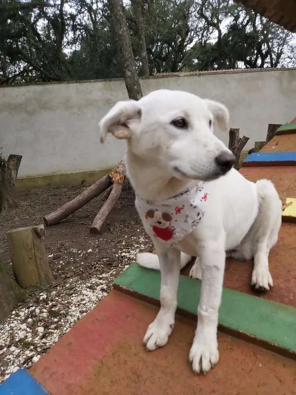 Cachorro ra a srd idade 2 a 6 meses nome Litha
