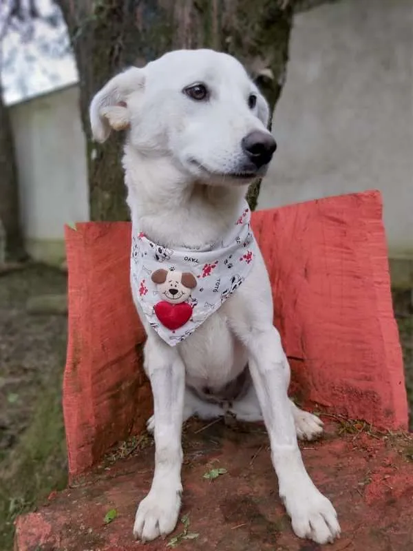 Cachorro ra a srd idade 2 a 6 meses nome Litha