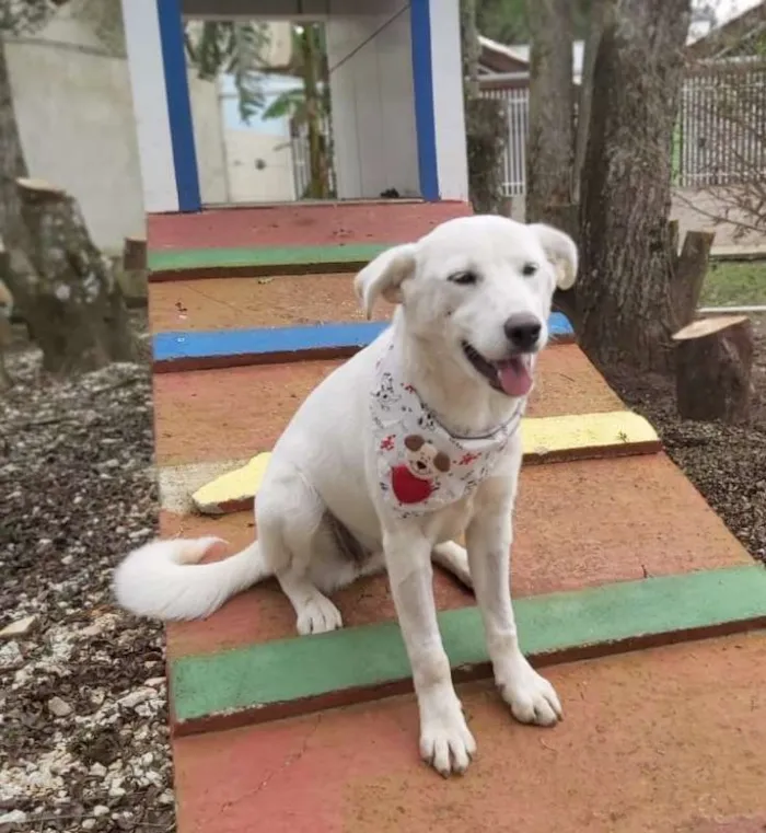 Cachorro ra a srd idade 2 a 6 meses nome Litha