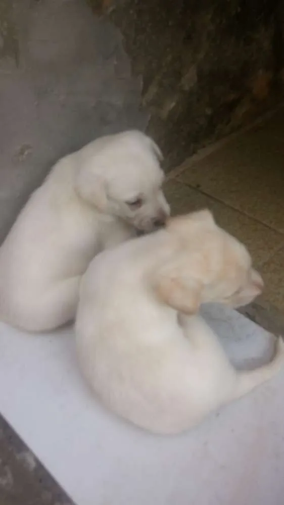 Cachorro ra a Misturada idade Abaixo de 2 meses nome Polar