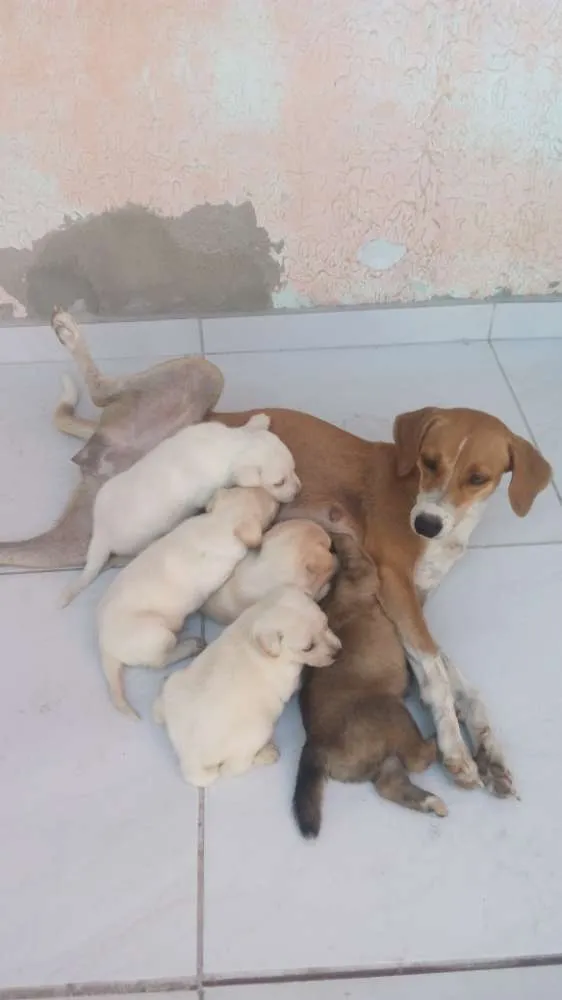Cachorro ra a Misturada idade Abaixo de 2 meses nome Polar