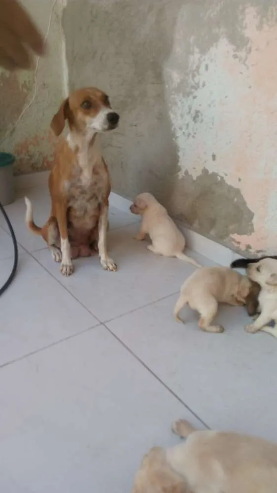 Cachorro ra a Misturada idade Abaixo de 2 meses nome Polar
