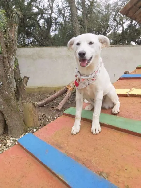 Cachorro ra a srd idade 2 a 6 meses nome Litha