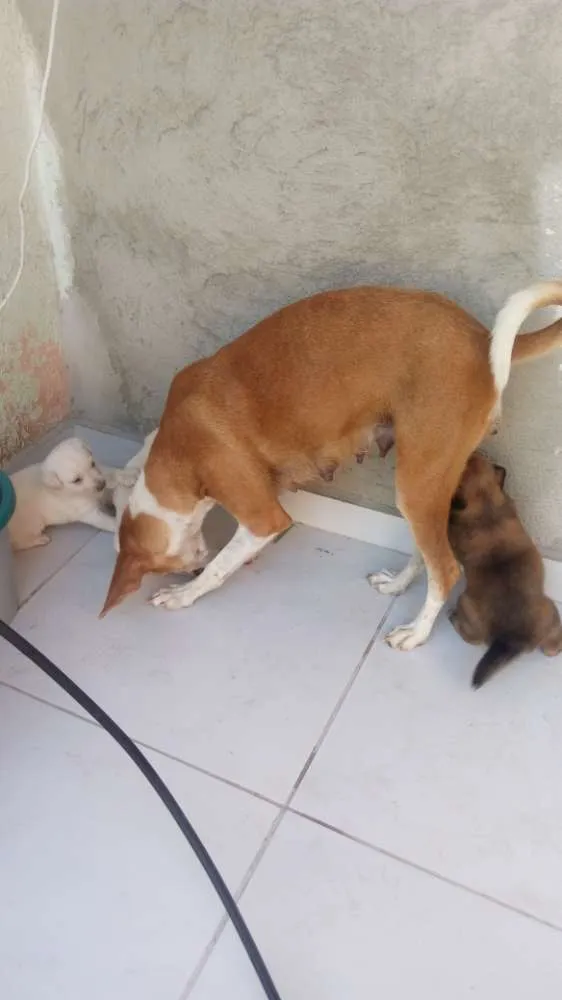 Cachorro ra a Misturada idade Abaixo de 2 meses nome Polar