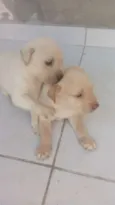 Polar