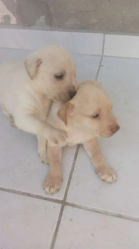 Cachorro ra a Misturada idade Abaixo de 2 meses nome Polar