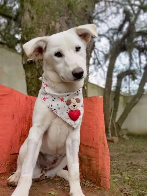 Cachorro ra a srd idade 2 a 6 meses nome Litha