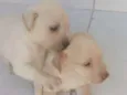 Polar