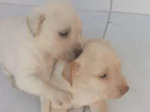 Cachorro raça Misturada idade Abaixo de 2 meses nome Polar